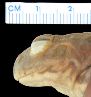 Media type: image; Herpetology A-6832